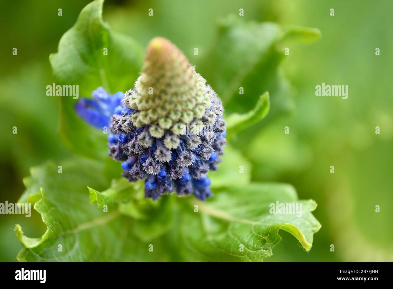 Macro of Blue Witches Hats flower Stock Photo