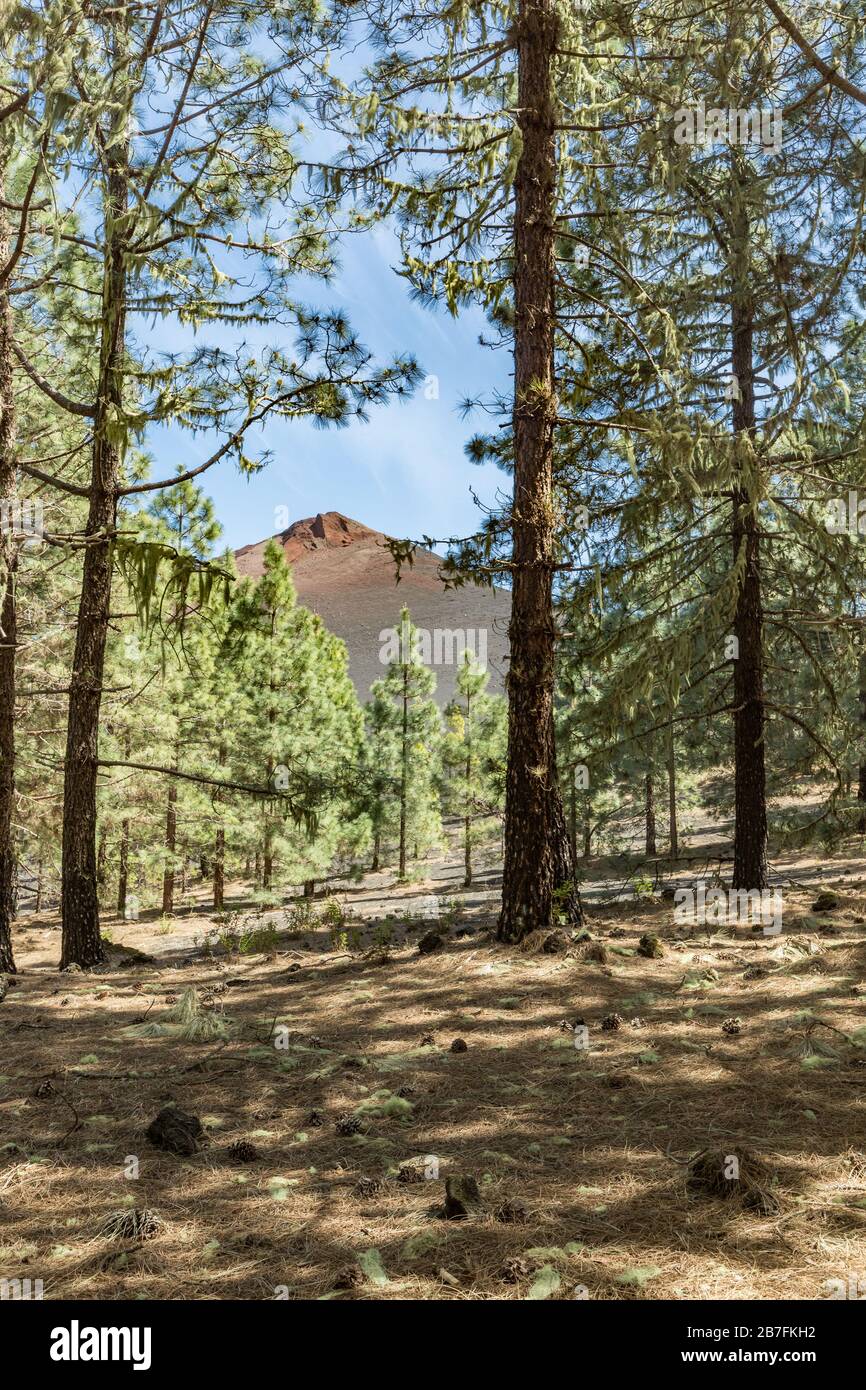 Vertical frame. Pine tree forest with dry pine leafs needles carpet