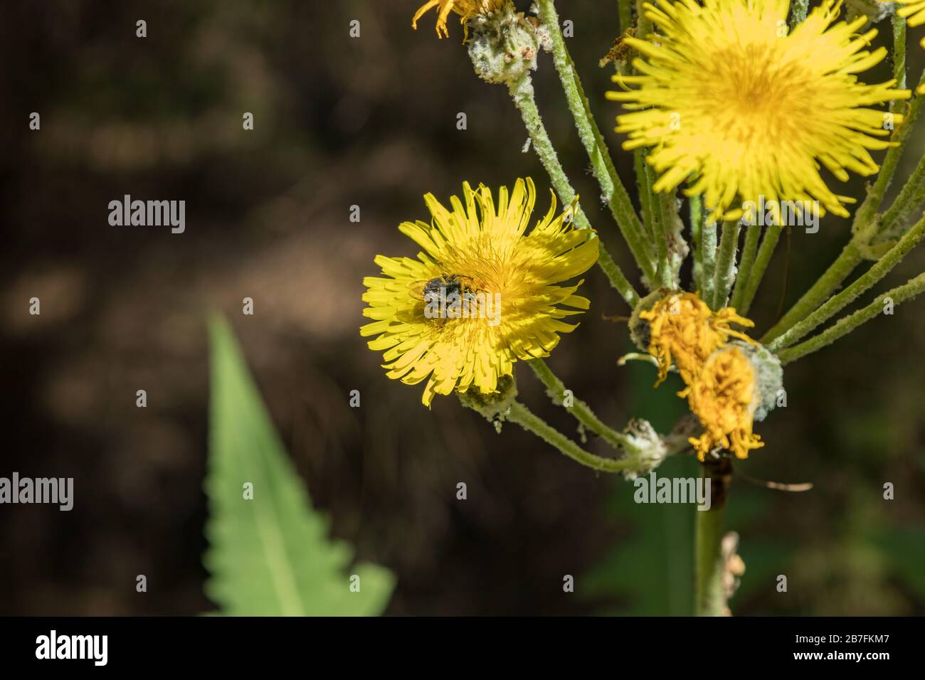 Flowering giant dandelion. Bumblebee and bees flying around to pick up nectar. Close up, selective focus. Pine tree forest in the mountains of Tenerif Stock Photo