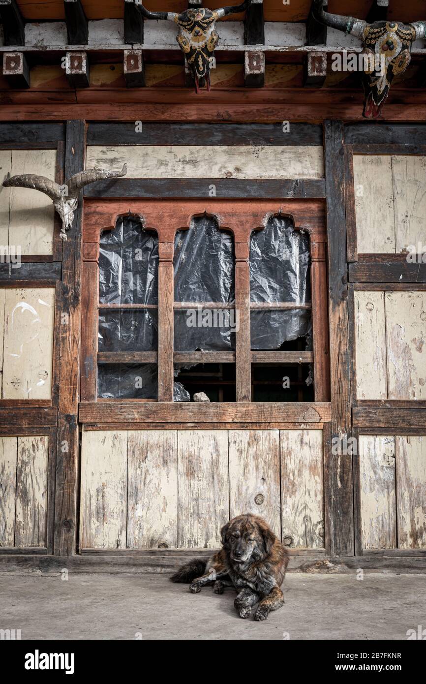 A tired dog sits in front of a weathered wooden store in Shana, Bhutan Stock Photo