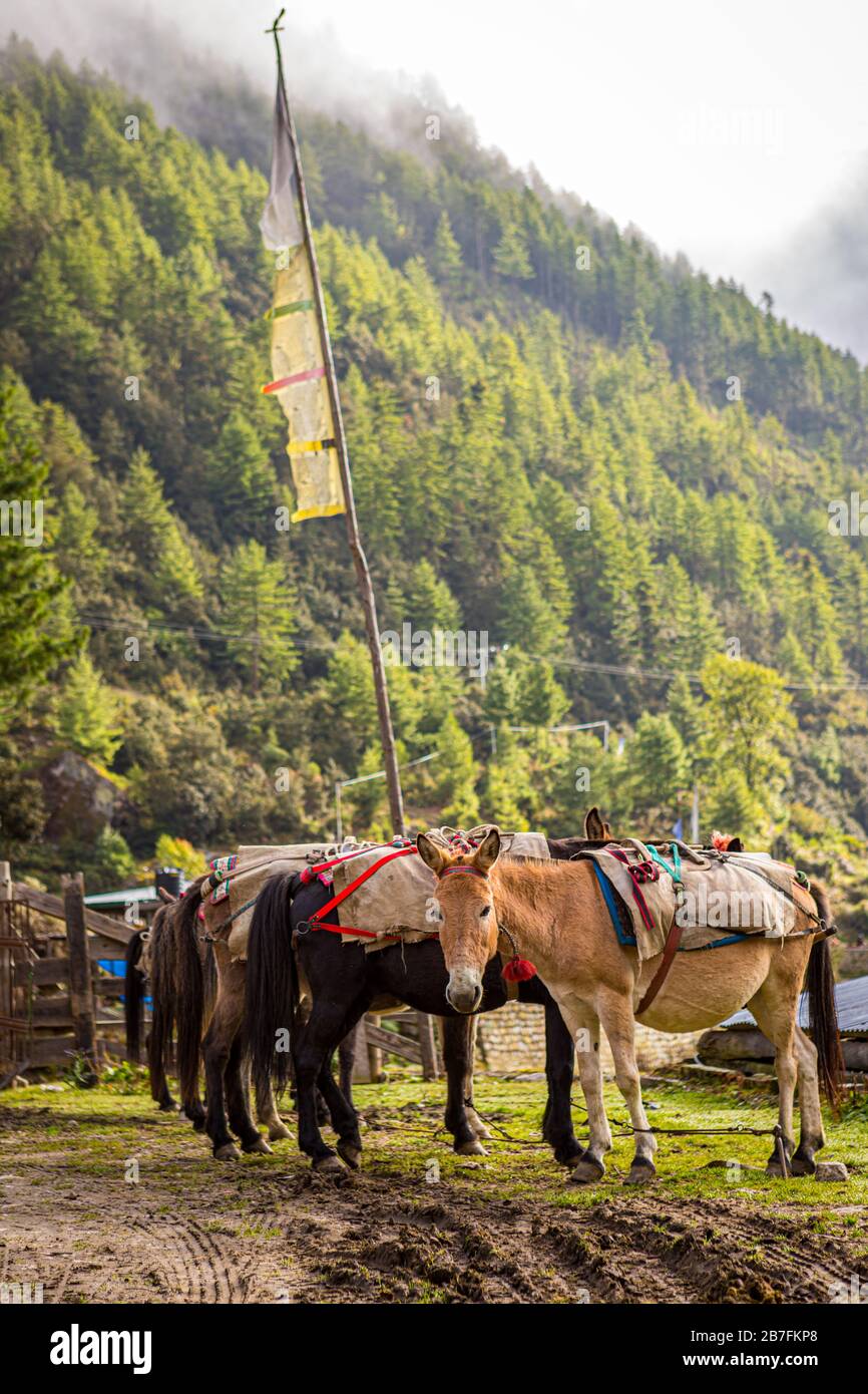 Pack horses with bags in front of a pray flag at a trailhead in Shana, Bhutan Stock Photo