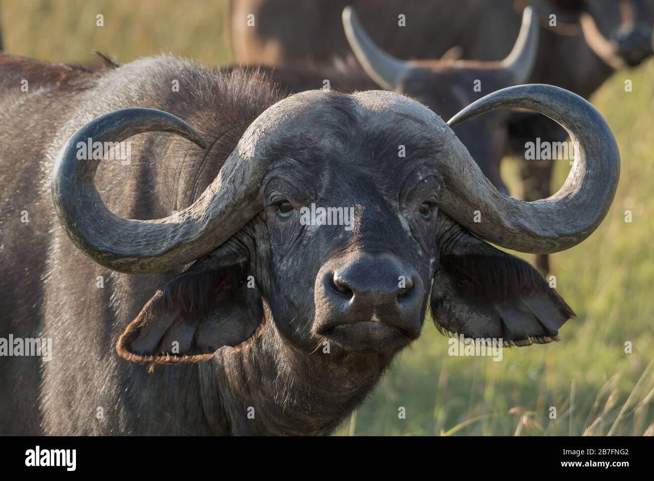 Curled horns hi-res stock photography and images - Alamy