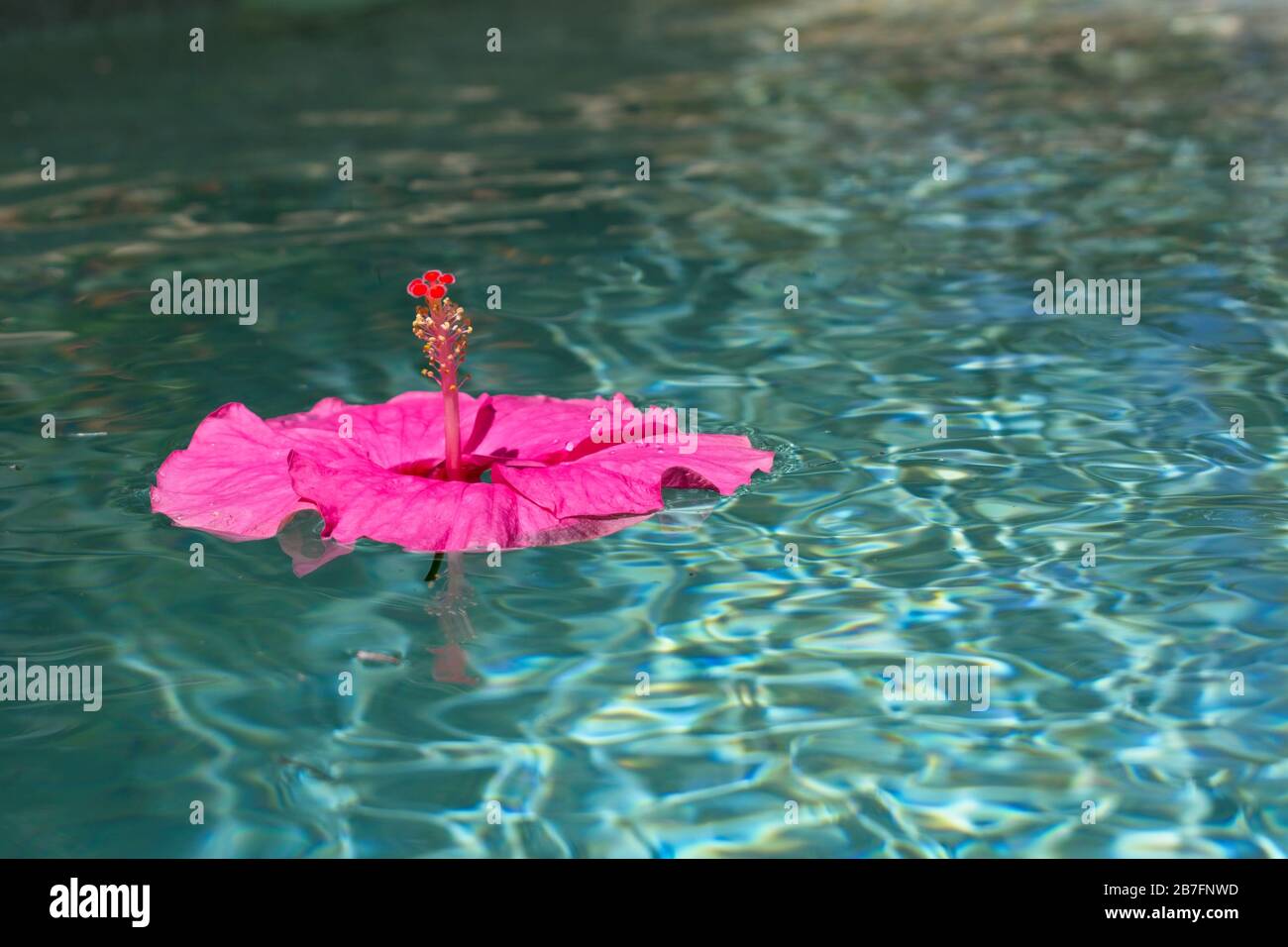 Pink hibiscus flower floating in water Stock Photo Alamy