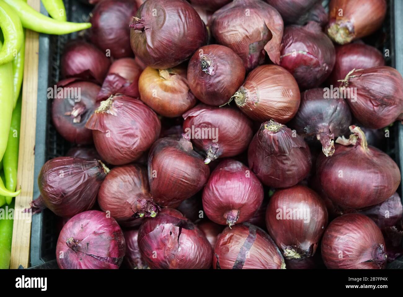 Onion Family stock photo Stock Photo Alamy