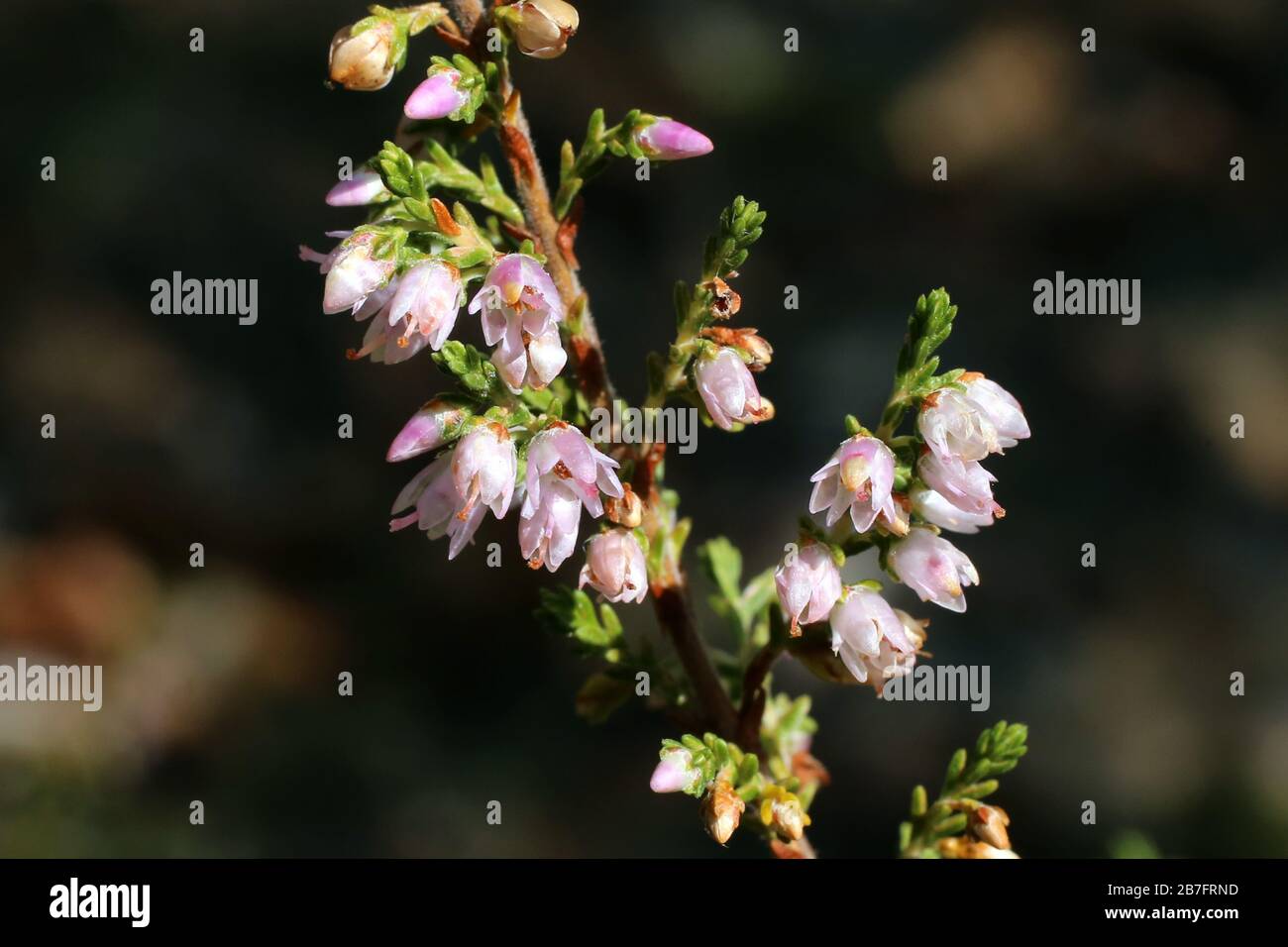 Calluna vulgaris - Wild plants shot in the fall. Autumn Stock Photo - Alamy