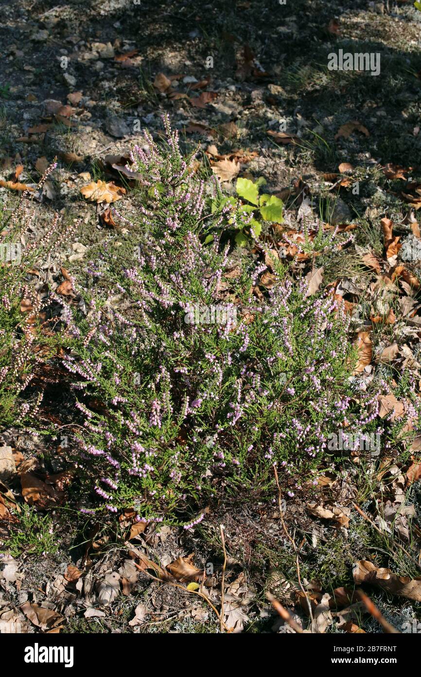 Calluna vulgaris - Wild plants shot in the fall. Autumn Stock Photo - Alamy