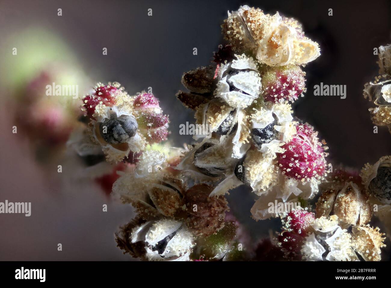 Chenopodium botrys - Wild plants shot in the fall. Autumn Stock Photo