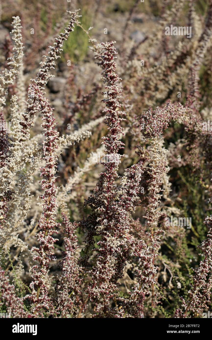 Chenopodium botrys - Wild plants shot in the fall. Autumn Stock Photo