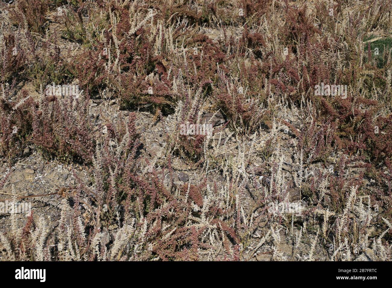 Chenopodium botrys - Wild plants shot in the fall. Autumn Stock Photo ...