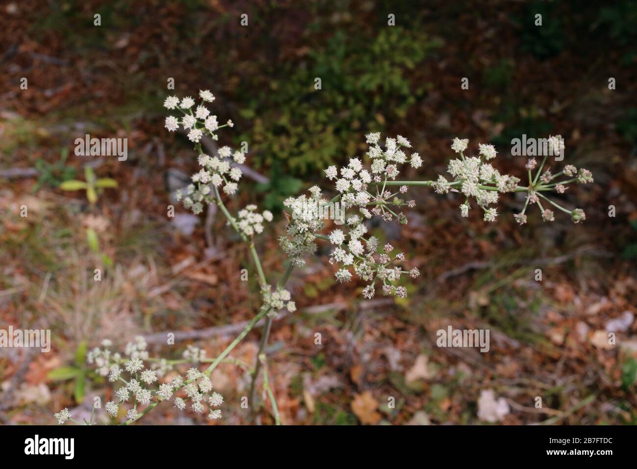 Seseli rigidum - Wild plants shot in the fall. Autumn Stock Photo