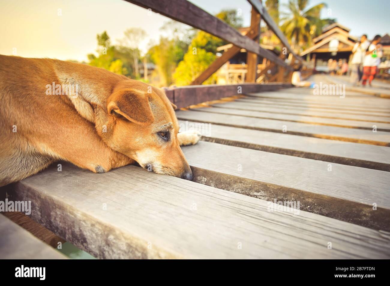 Red dog at Mon Bridge or Uttamanusorn Bridge in Sangkhla Buri, Kanchanaburi, Thailand. Stock Photo