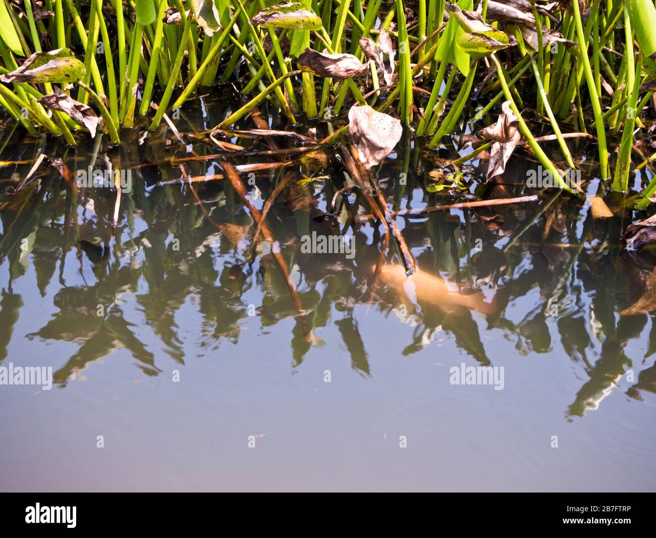 Morning glory plant growth on pond, morning glory vegetable water🔑