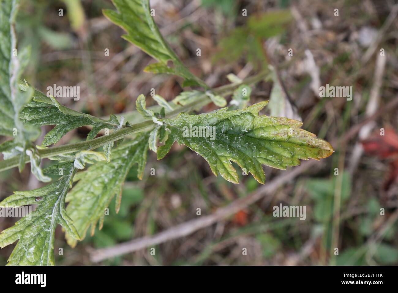 Jacobaea erucifolia Var. cinerea, Hoary Ragwort - Wild plants shot in the fall. Autumn Stock Photo