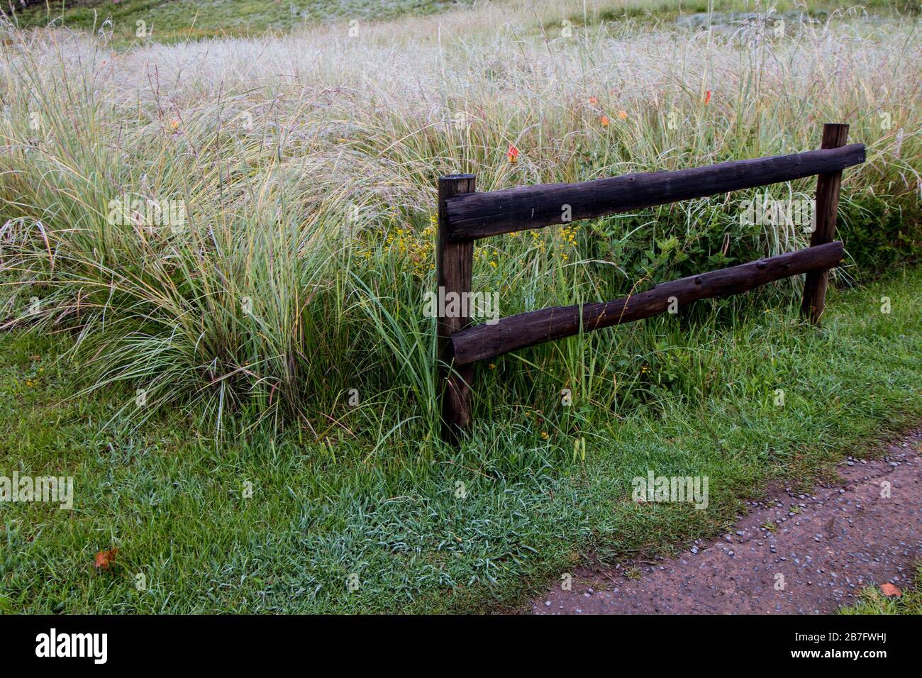 Plant of grass verge hi-res stock photography and images - Alamy