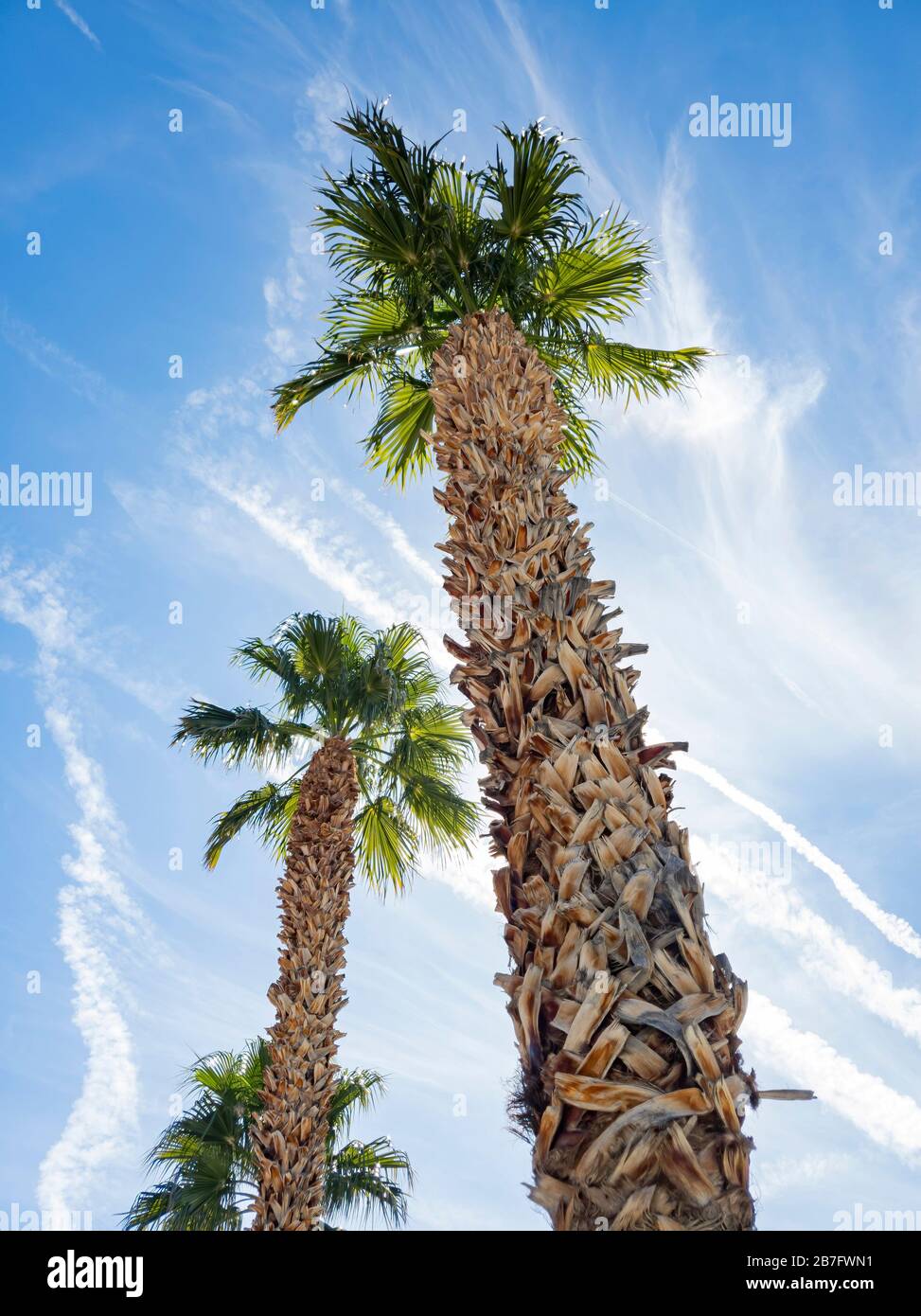 Looking up the palm tree with beautiful sky and clouds at Las Vegas, Nevada Stock Photo