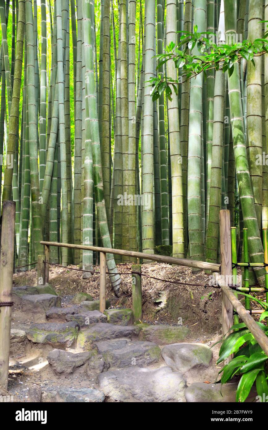 Stone steps and bamboo garden, Hokokuji temple, Kamakura, Japan Stock