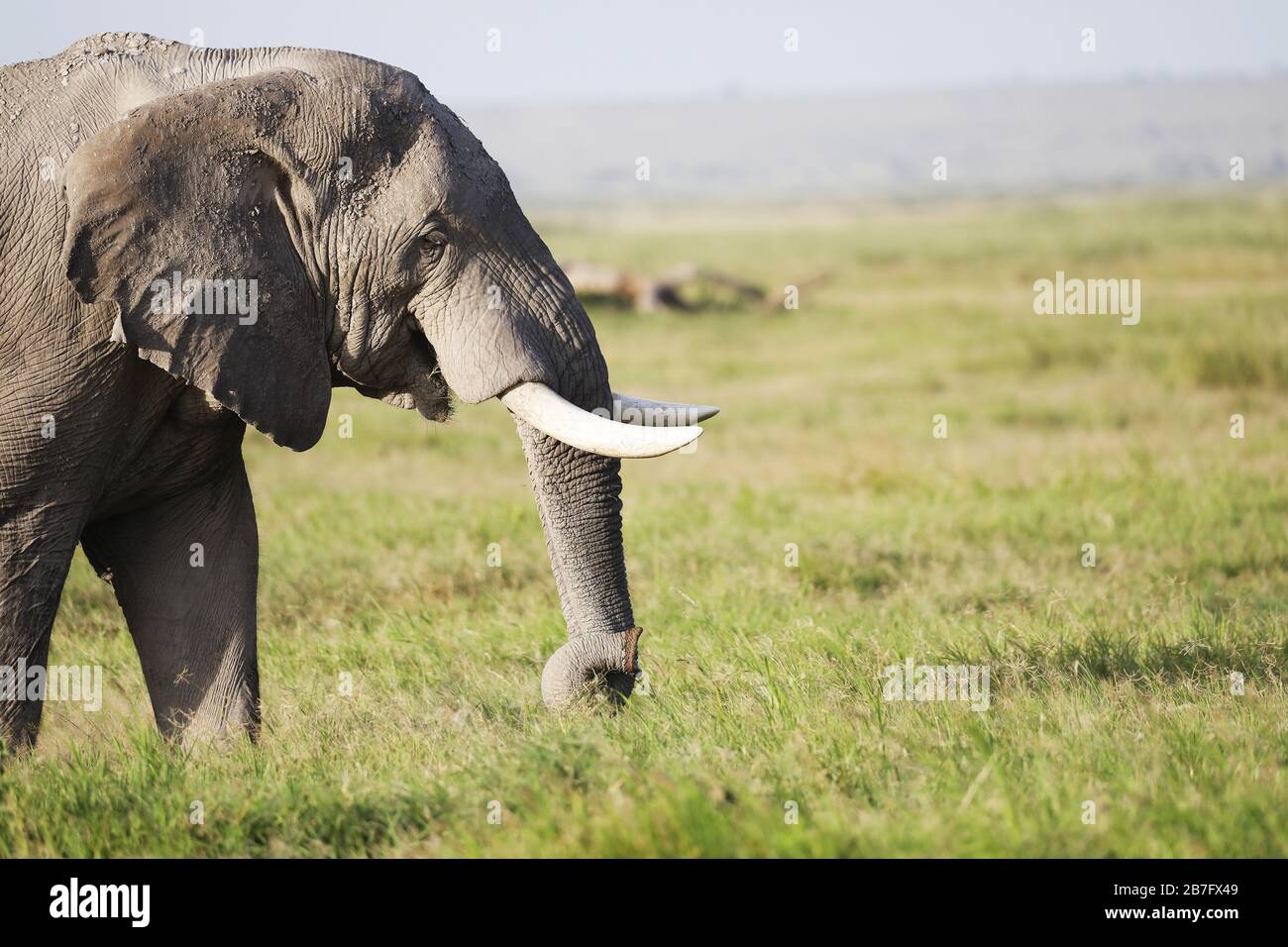 Elephant walking on a green field in Amboseli Nationalpark, Kenya Stock Photo