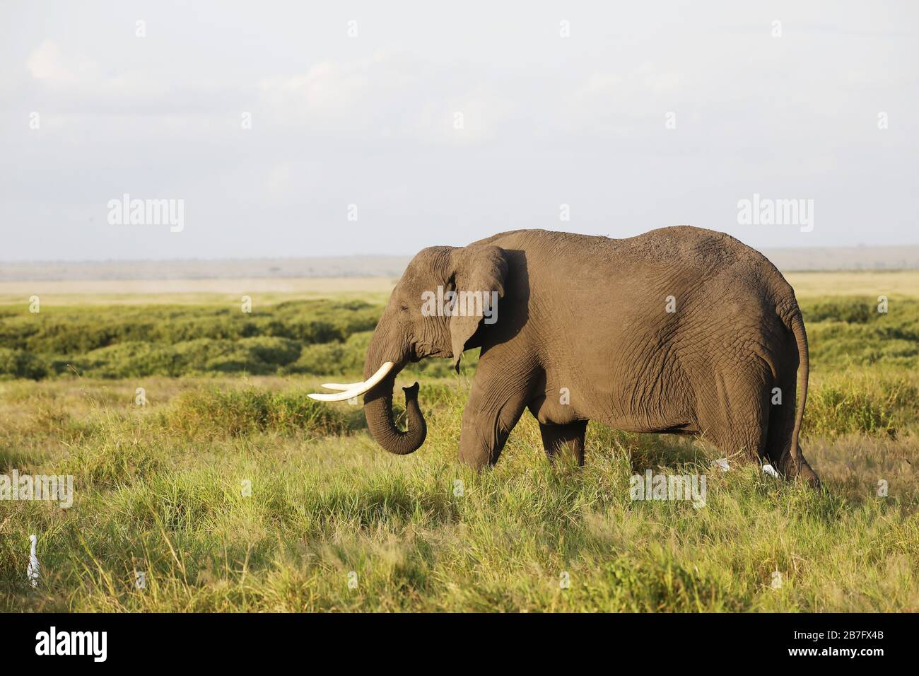 Elephant walking on a green field in Amboseli Nationalpark, Kenya Stock Photo