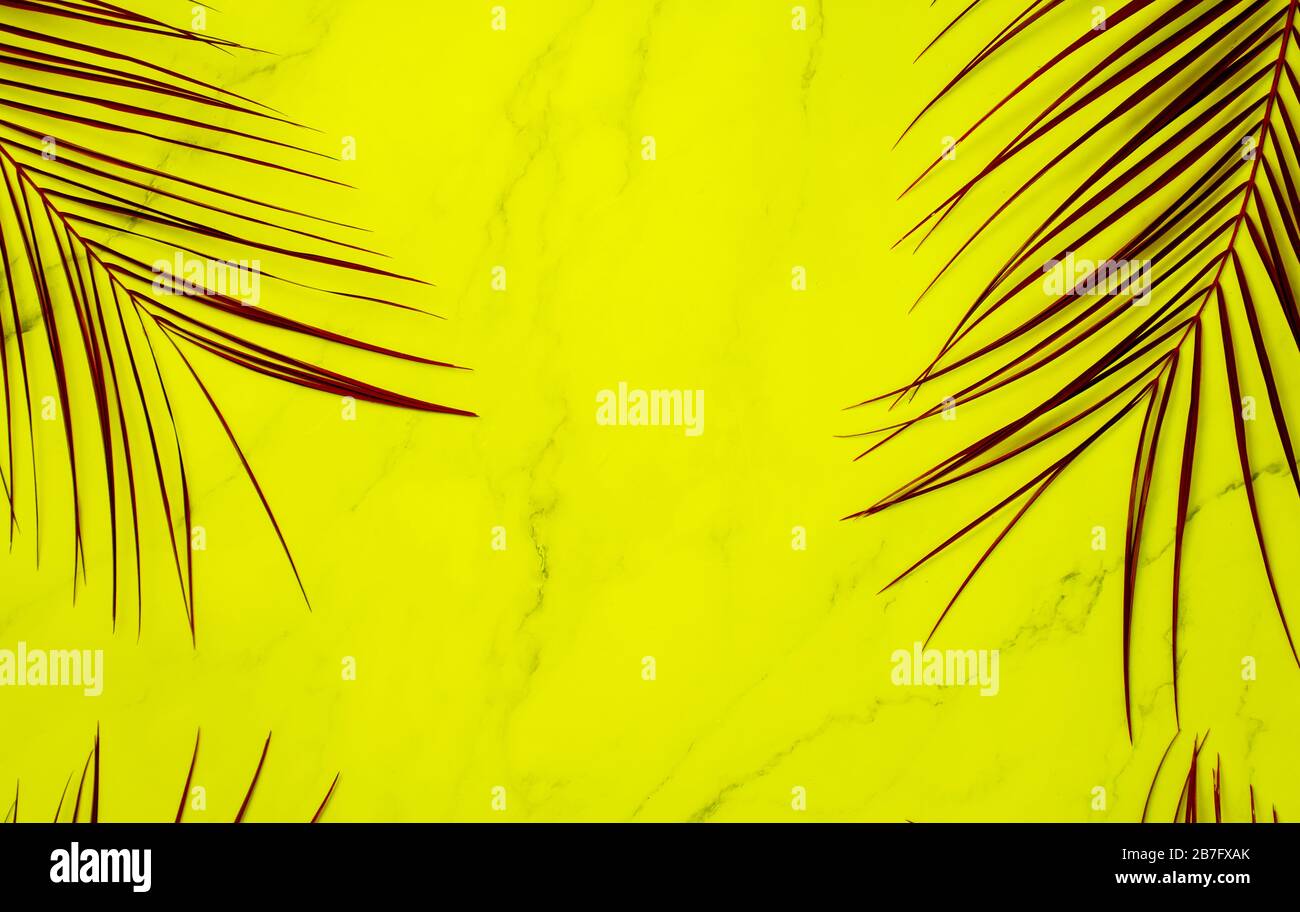 Tropical colored palm leaves frame on bright yellow background. Summer ...