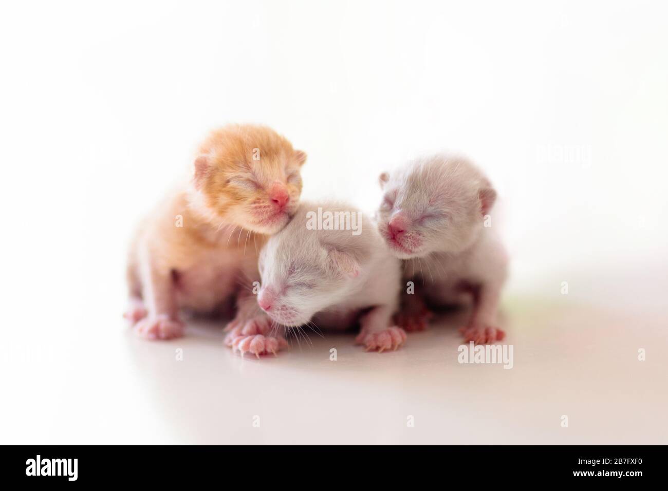 Baby cat. Newborn kitten playing. Domestic animal. Home pet. Young cats. Cute funny cats play at home. Stock Photo