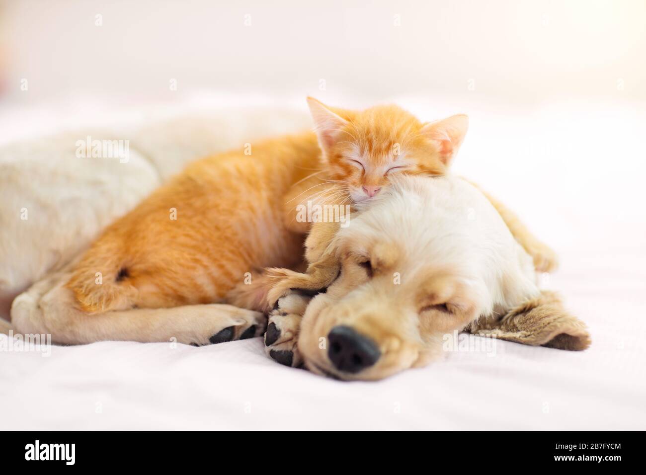 Cat and dog sleeping together. Kitten and puppy taking nap. Home pets. Animal care. Love and friendship. Domestic animals. Stock Photo