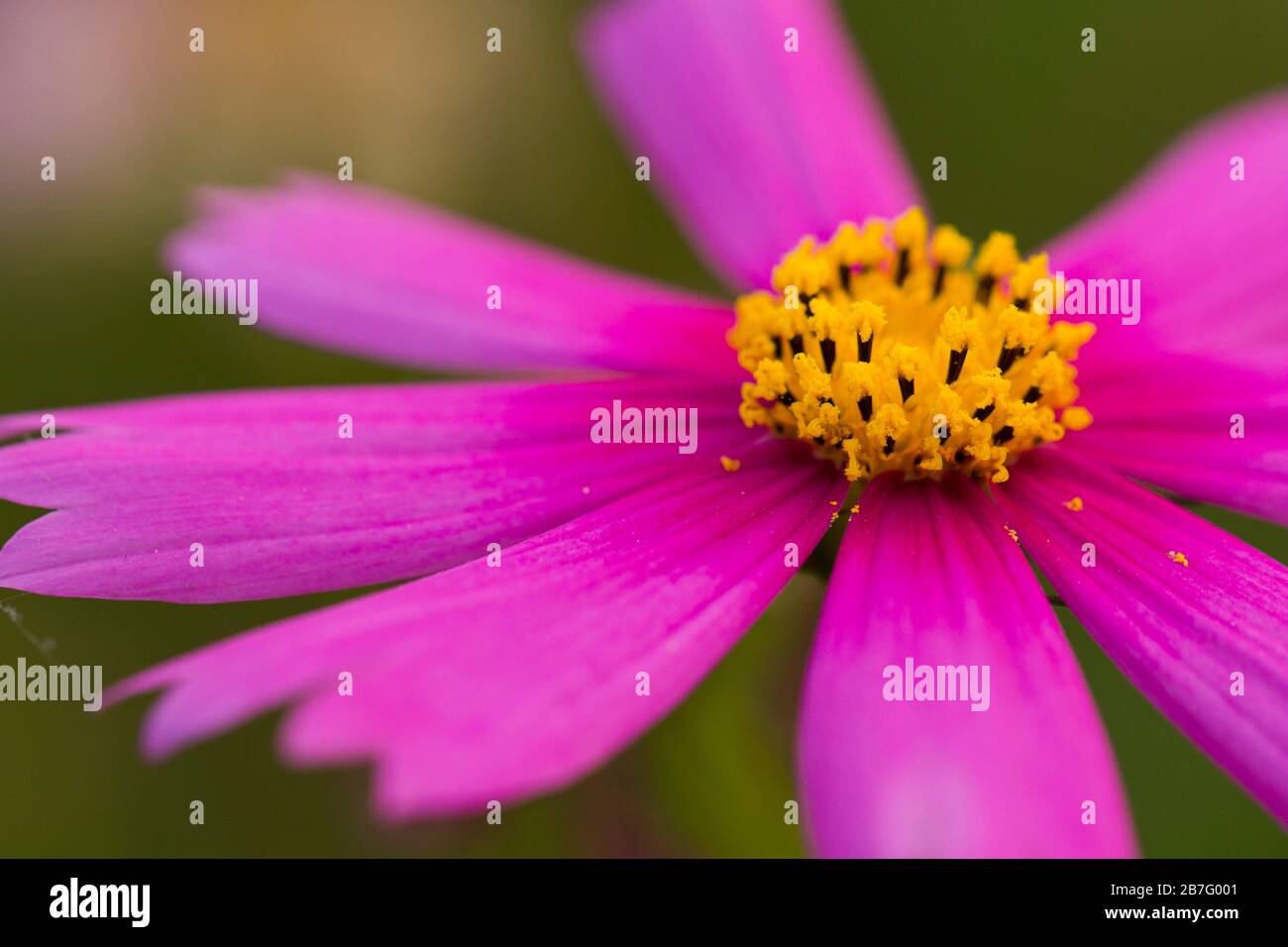 Bangladesh is a land of six seasons. Every season has some beautiful flowers. Different view of Bangladeshi flowers in different colors create beauty. Stock Photo