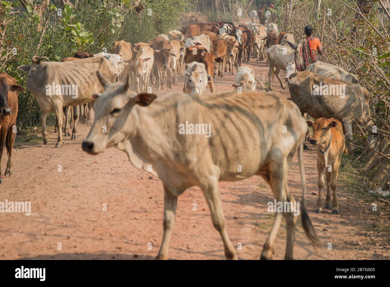 Bangladeshi women are returning from field with their cattle from filed in a sunny day. This cows are main source of their income of the families. Stock Photo