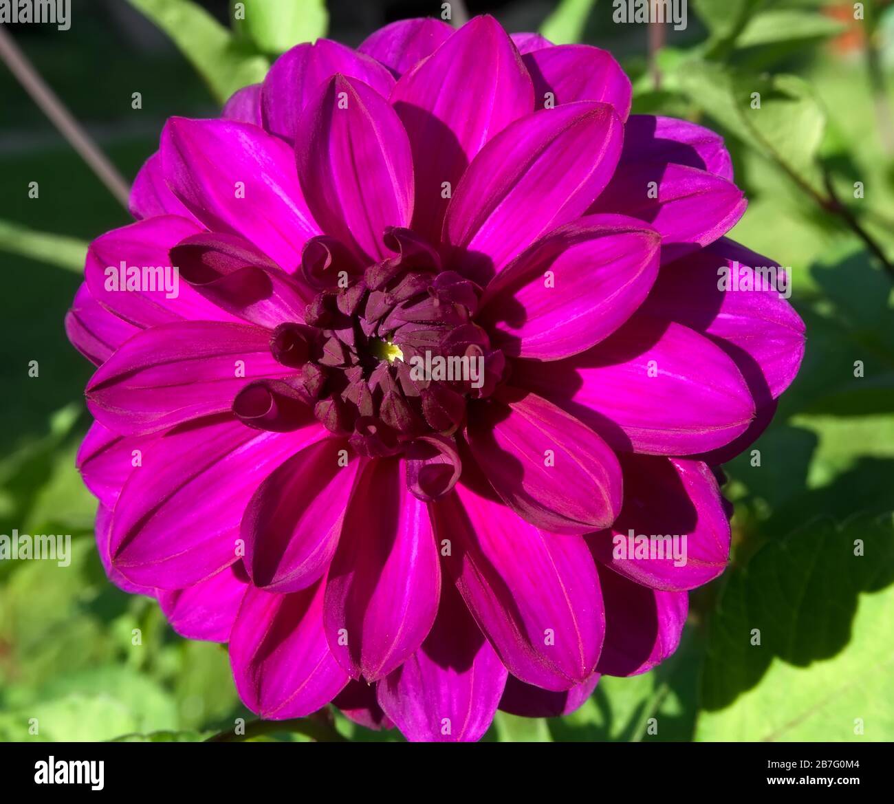 Dahlia is a genus of bushy, tuberous, herbaceous perennial plants Stock ...