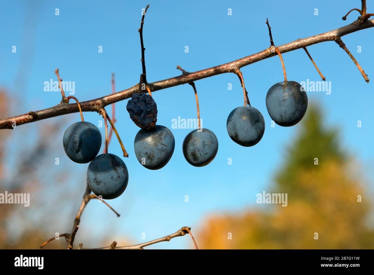 Dead leaves hanging on a tree hires stock photography and images Alamy