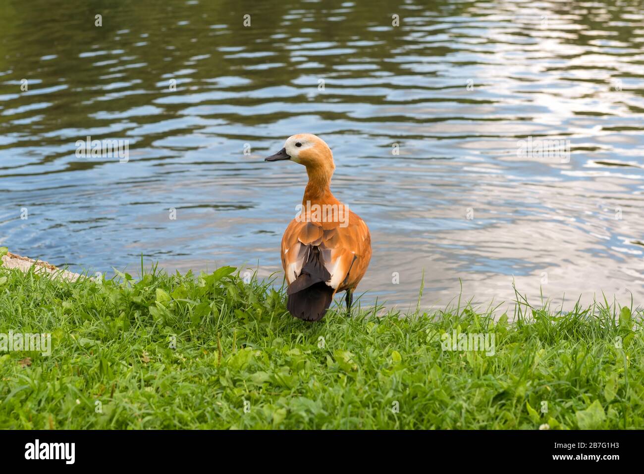 Duck fire sits on the shore of an artificial reservoir Stock Photo