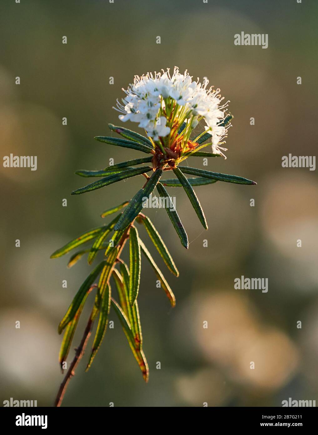 Closeup of marsh Labrador tea, Rhododendron tomentosum plant in the autumn sunlight. Selective focus, blurred background. Vertical image. Stock Photo