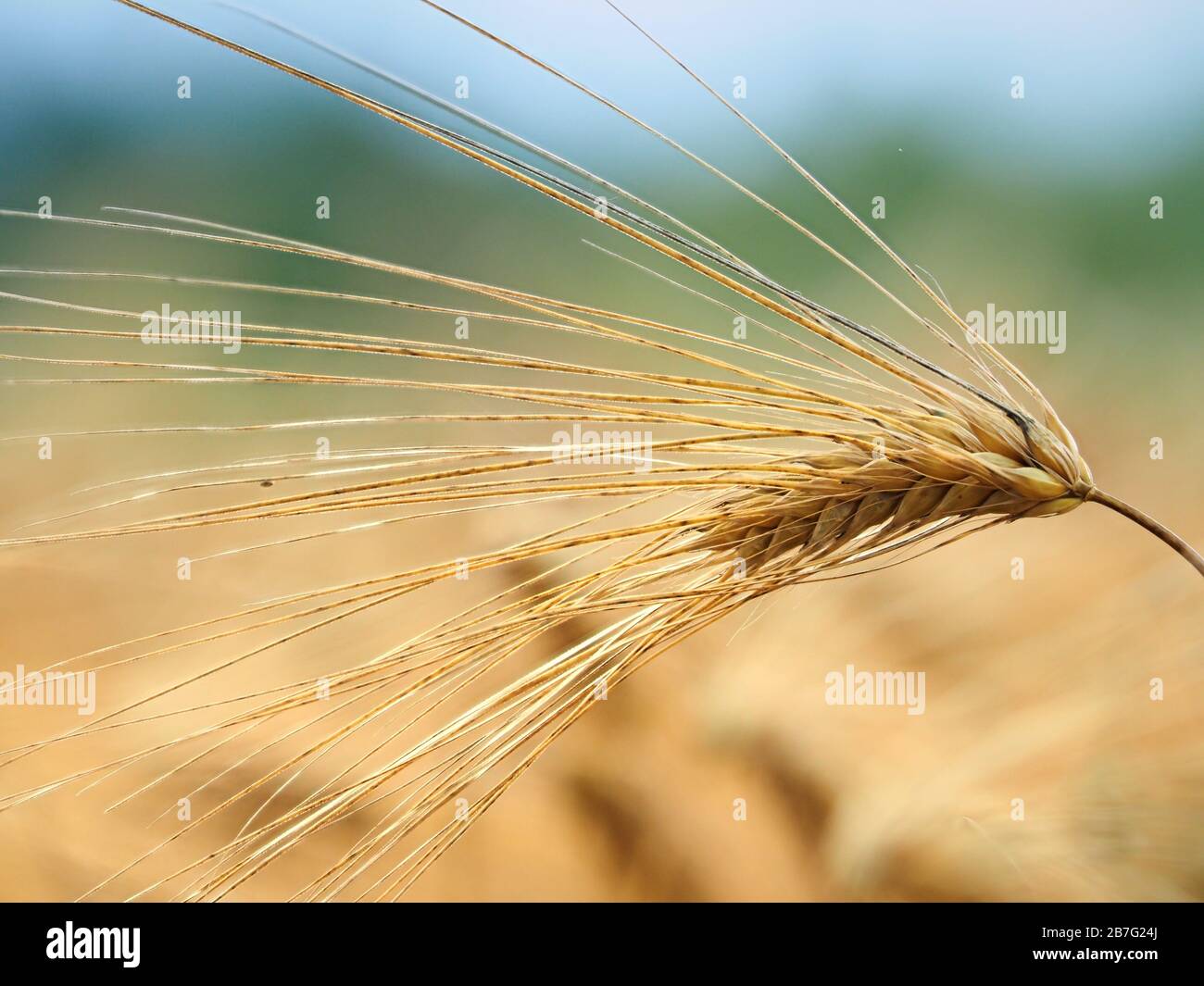 Ear closeup on the golden evening light at the fields of gold. Heathy food in a form of full grain. Stock Photo