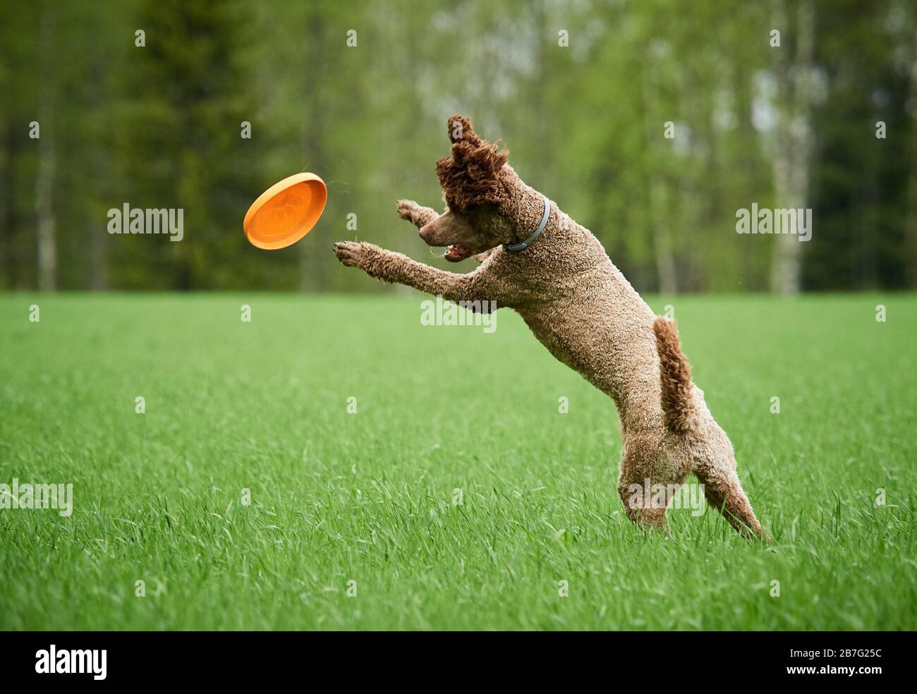 Brown standard poodle running and jumping joyfully in a meadow. Playful dog playing with a toy in the grass in summer. Stock Photo