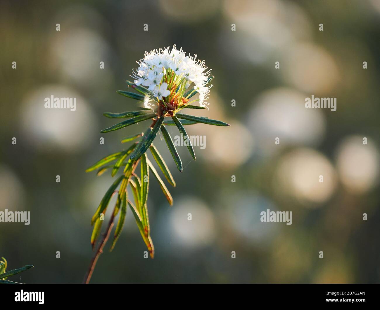 Closeup of marsh labrador tea, Rhododendron tomentosum plant in  the autumn sunlight. Selective focus, blurred background. Stock Photo