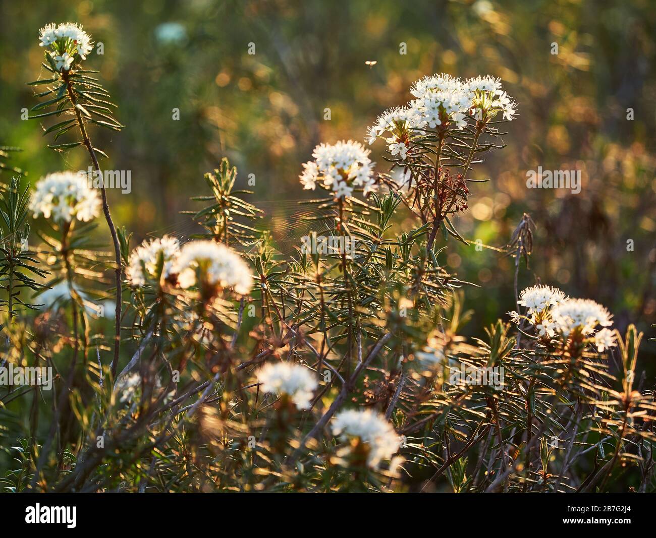 Closeup of marsh Labrador tea, Rhododendron tomentosum plant in the autumn sunlight. Selective focus, blurred background. Stock Photo