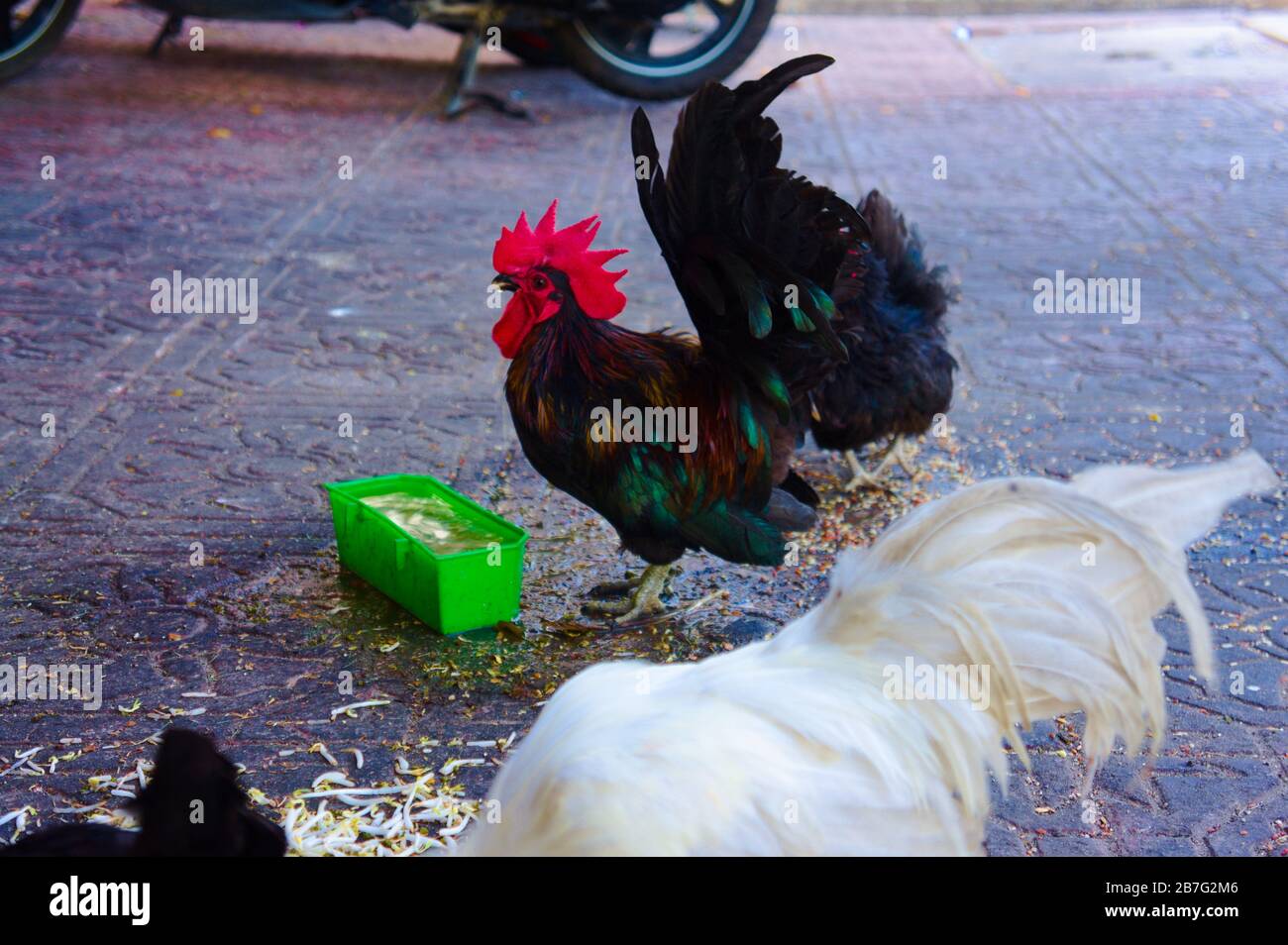 Rooster in the city Stock Photo Alamy