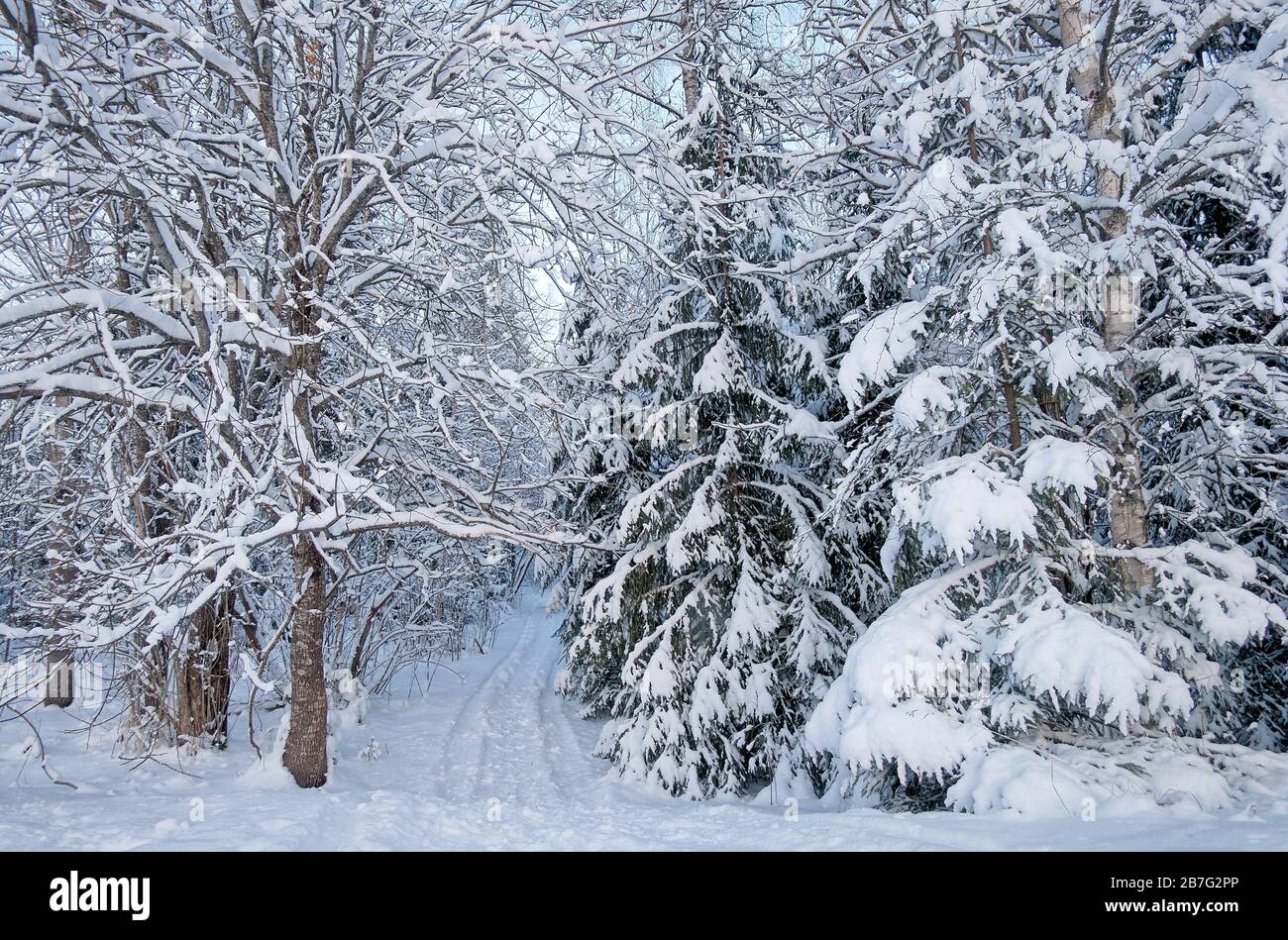 A snowy road going through the forest in the winter in Finland. White snow covering the trees and a path leading to the woods. Arctic climate. Stock Photo