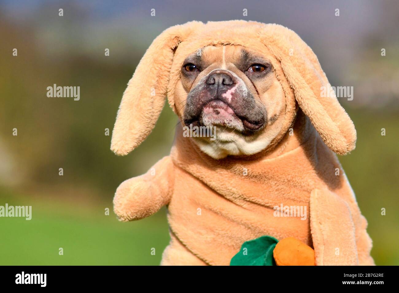 Red pied French Bulldog dog dressed up as Easter bunny wearing rabbit