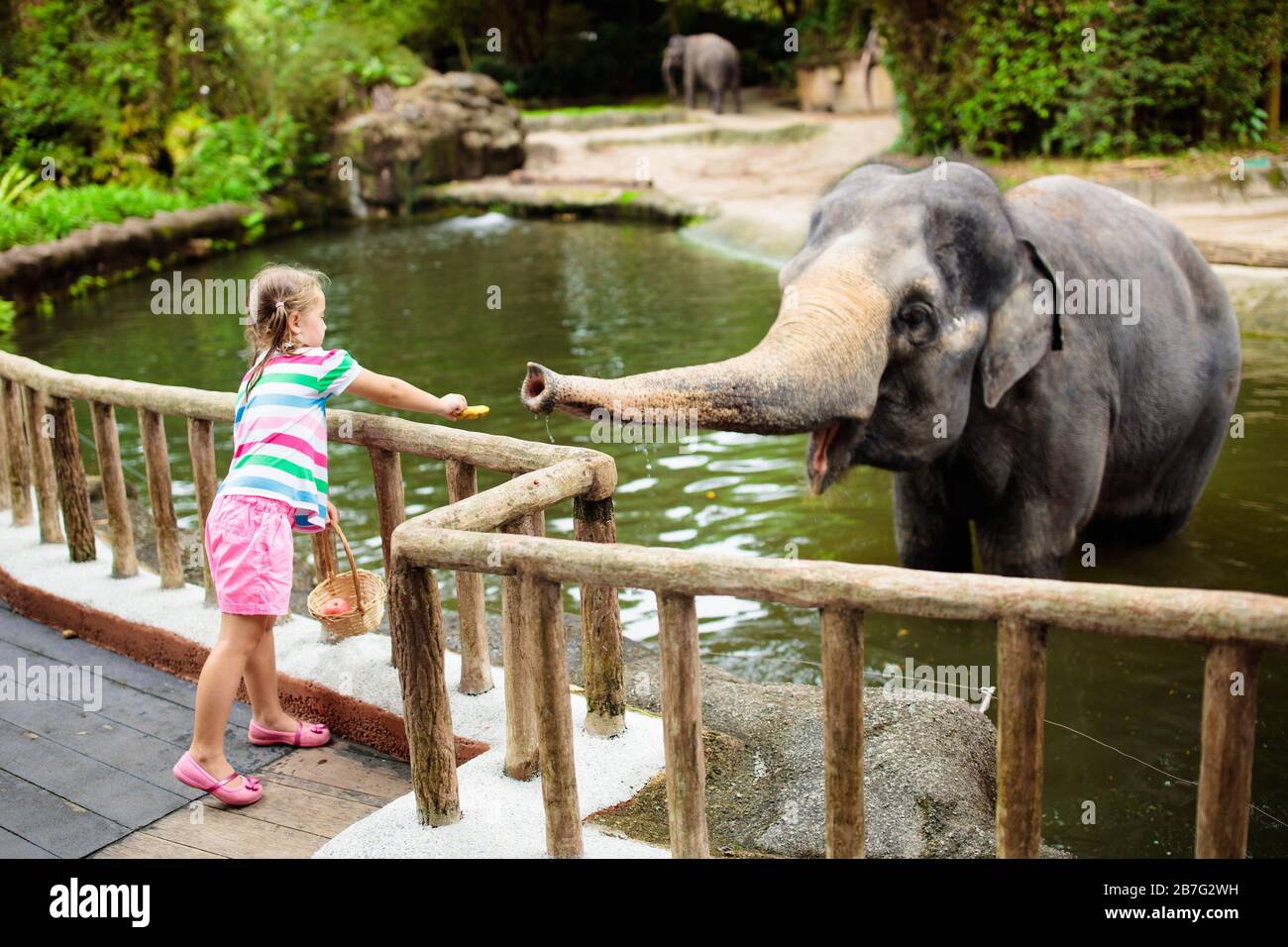 Family feeding elephant in zoo. Children feed Asian elephants in ...