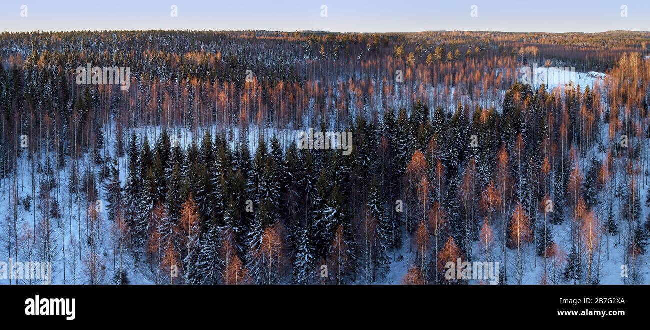 Aerial drone view of a winter landscape in Finland. Snow covered forest. Dramatic sunset evening light. The concept of pure nature. Stock Photo