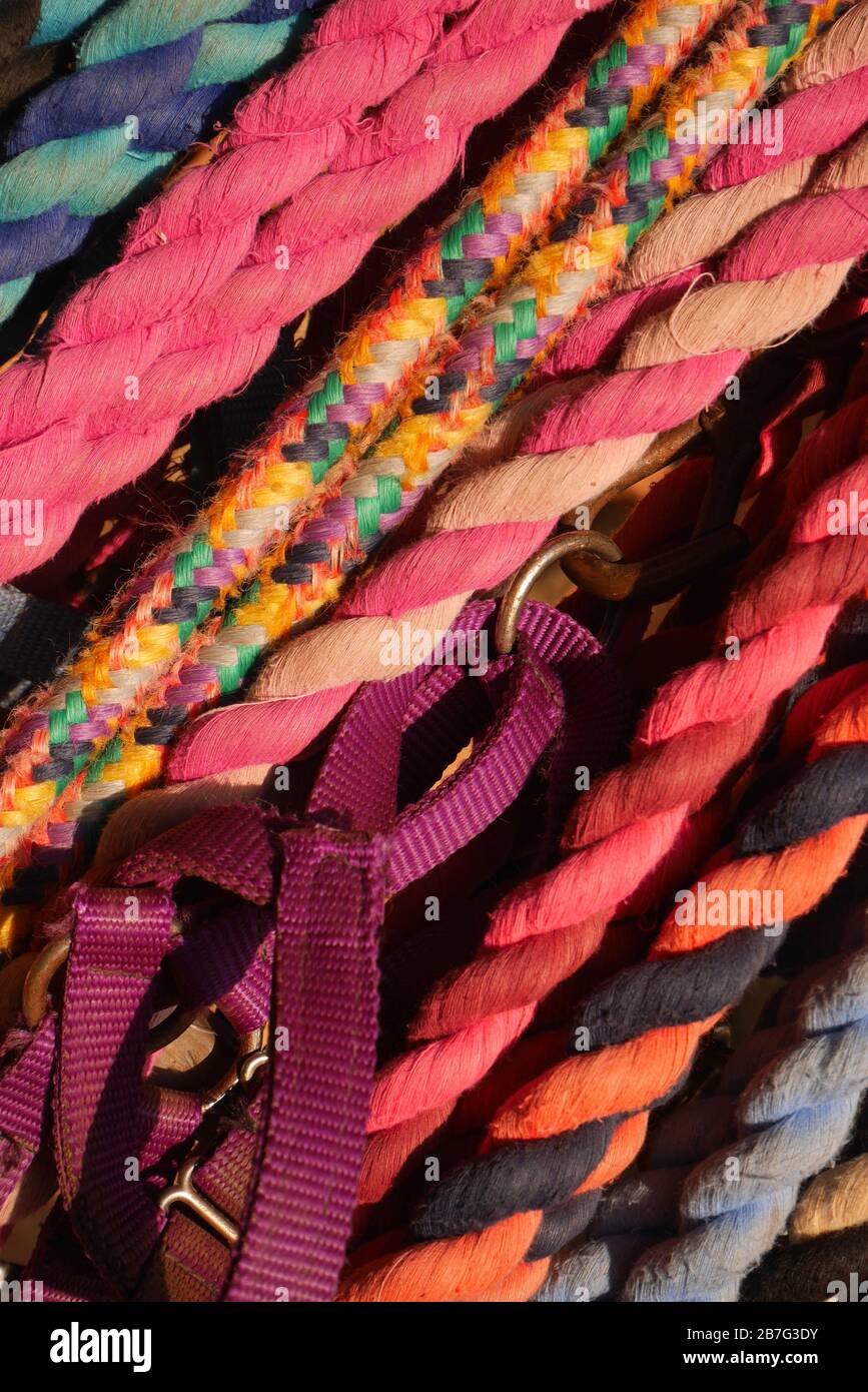 Llama Lead Rope Golden valley llamas hi-res stock photography and images - Alamy