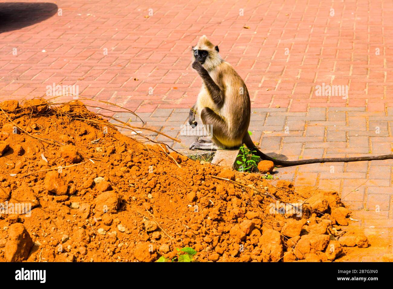 Sri Lanka Ceylon Cultural Triangle Anuradhapura Polonnaruwa Rankot Vihara primate black faced monkey Langur Semnopithecus Entellus eating plant Stock Photo