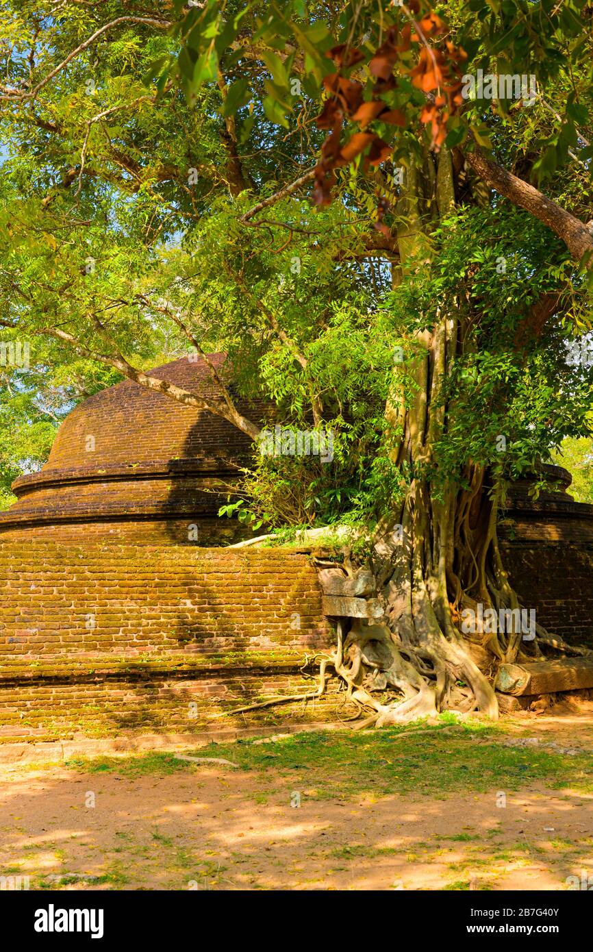 Sri Lanka Ceylon Cultural Triangle Anuradhapura small redbrick Stupa Dagoba Pagoda wall  banyan banian tree fig epiphyte Ficus Stock Photo