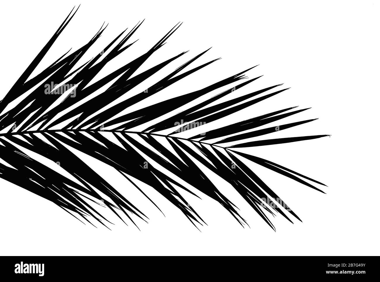 Black palm tree leaf isolated on white background, silhouette photo Stock Photo