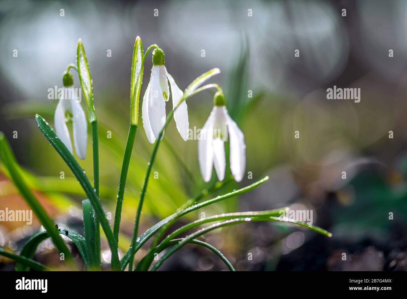 Closeup of small white delicate snowdrops after the rain with drops of water in spring forest Stock Photo