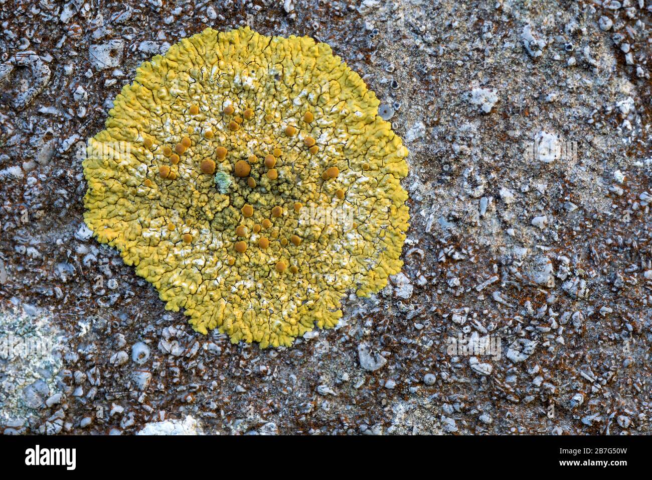 Caloplaca flavescens lichen Stock Photo