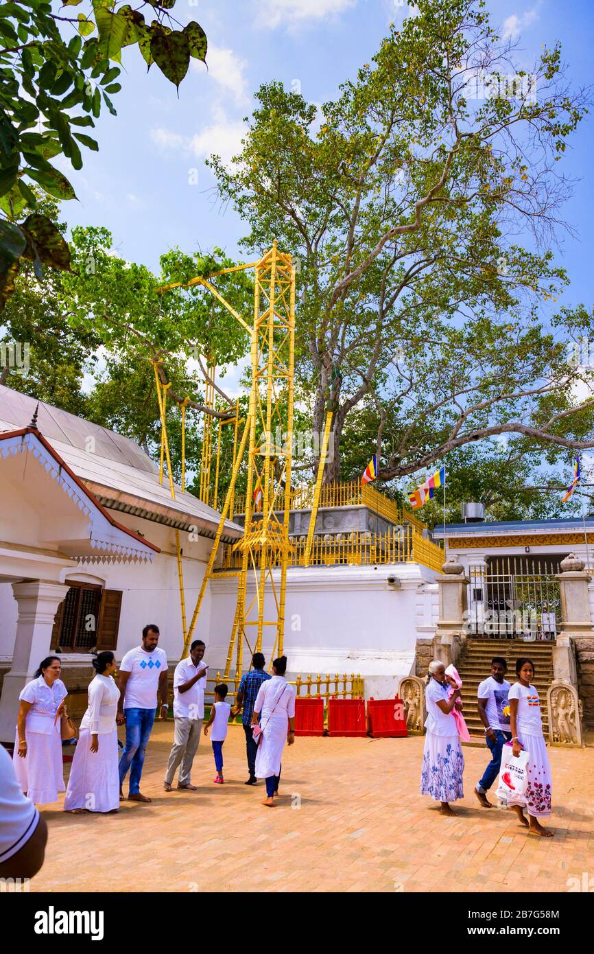 Sri Lanka Ceylon Cultural Triangle Anuradhapura Sri Maha Bodhi Tree temple shrine complex original cutting 3rd century BC Princess Sanghamitta Stock Photo