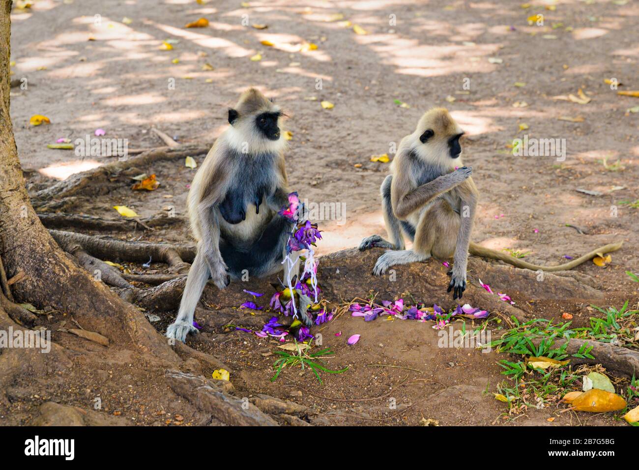 Sri Lanka Cultural Triangle Anuradhapura Mahaseya Dagoba stupe pagoda complex Langur monkeys Semnopithecus entellus eating flowers floral offering Stock Photo