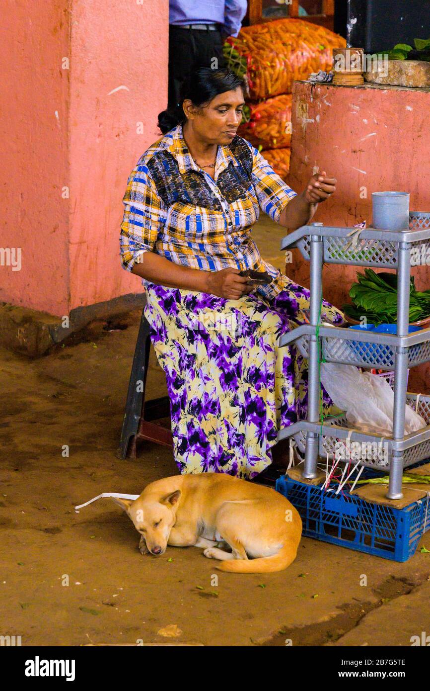 Sri Lanka Ceylon Dambulla Economic Centre Center wholesale fruit market middle aged woman sitting preparing prepping vegetables dog sleeping Stock Photo