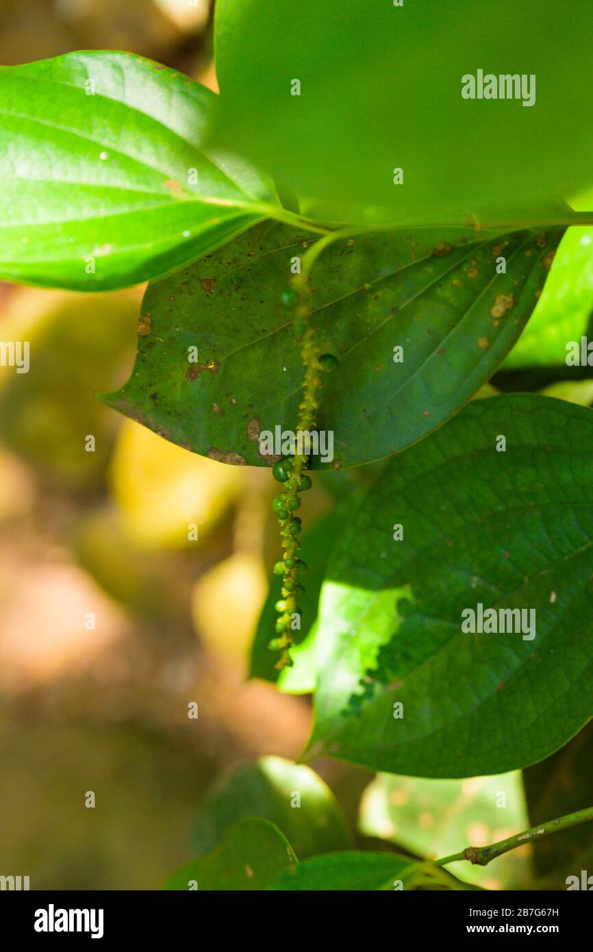 South Asia Sri Lanka Ceylon Ranweli Spice Garden Kawudupella Matale  Piper Nigrum Peppercorns tree bush leaf Stock Photo